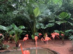 -海南热带野生动植物园