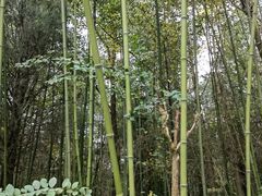 -日照海滨国家森林公园