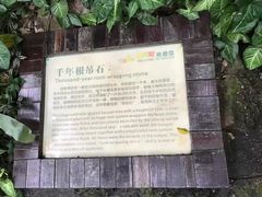 -呀诺达热带雨林