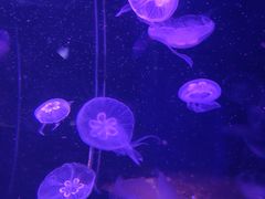-欢乐海岸海洋奇梦馆
