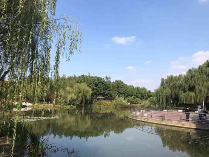 诸翟公园-"上海的市花94白玉兰已经悄然开放啦.白色.