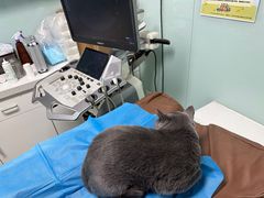 -达爱动物医院·犬猫分区·CT·复杂眼科(远洋山水分院)