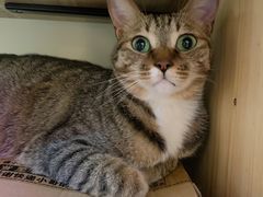 -滚猫咖啡·猫咖·猫友好撸猫(未来城店)