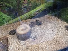 -上海大自然野生昆虫馆(东方明珠·爬宠昆虫探索中心)