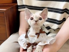 -山宅一喵德文卷毛猫舍