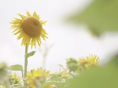 -野狸岛
