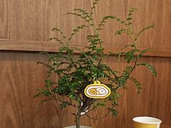 -CURRY YA 熟成咖哩專門店(深圳湾万象城店)