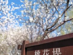 -桃花堤公园