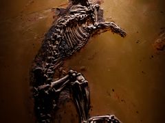 -辽宁古生物博物馆