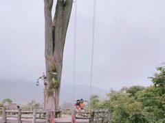 -大树秋千