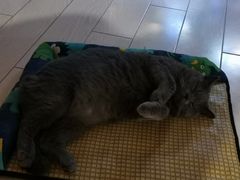 -Rabbit Cafe私房西餐甜点咖啡(栖霞路店)