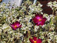 -紫海香堤香草艺术庄园