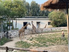 -北京野生动物园
