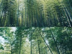 -冶父山国家森林公园