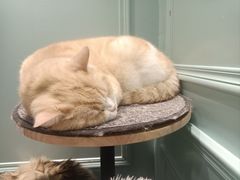 -安格丽娜·狗咖·猫咖羊驼咖(春熙路百盛商场店)