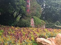 -雁南飞茶田景区
