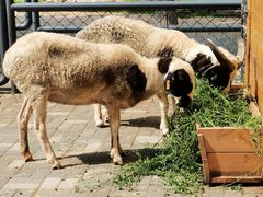 -长白岛森林公园