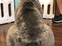 -柯斗斗主题餐厅·狗咖·围炉煮茶·茶饮(国瑞升平里店)