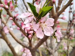-天津东丽湖风景区