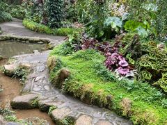 -深圳仙湖植物园