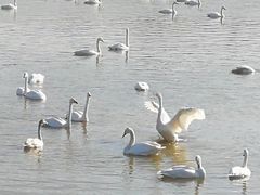-盐城丹顶鹤湿地生态旅游区
