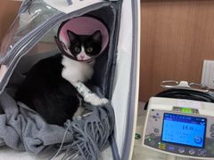 -联合动物医院(光谷诊疗中心)
