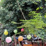 藏在告庄的宝藏傣味餐厅 入围了2024DP必吃榜哦