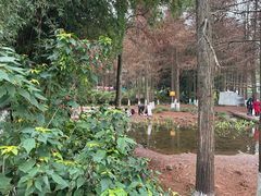 -重庆彩云湖湿地公园