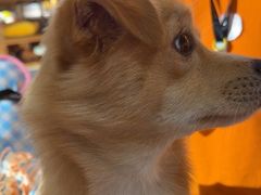 -MARSMART PETS火星宠物超市(1733店)