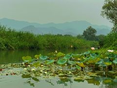 -西溪国家湿地公园