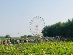 -白洋淀景区