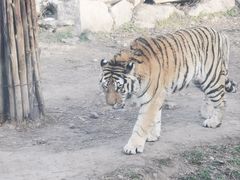 -西安秦岭野生动物园