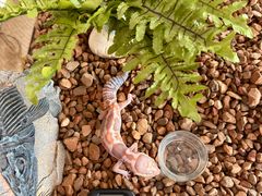 -酷以爬仙阁实体爬宠店·守宫·蜥蜴·专业繁育