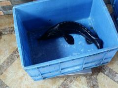 -荣德灶台鱼(圣泉寺店)