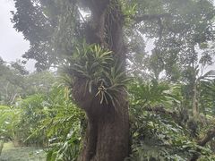 -中国科学院西双版纳热带植物园