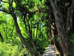 -嘉定紫藤园