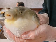 -肆月河豚·新淮扬(金融街店)