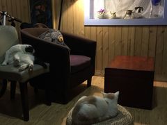 -猫色咖啡·猫咖