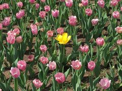 -长春公园(普阳街道)