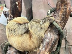 -正佳雨林生态植物园