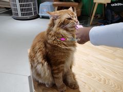 -藏猫猫咖啡主题馆(中央大道店)