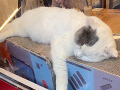 -猫小院猫主题餐厅(南锣旗舰店)