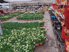 -龙大花卉苗木市场