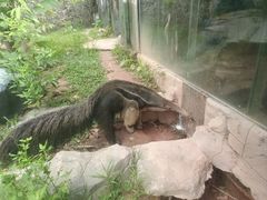 -深圳野生动物园
