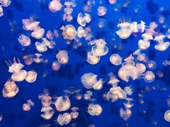 -成都浩海立方海洋公园