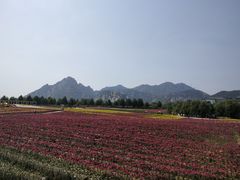 -嵖岈山风景区