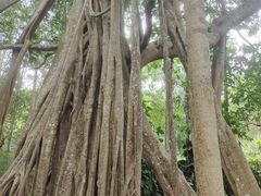 -中国科学院西双版纳热带植物园