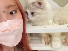 -猫域·湾主题猫咖·宠物吧(南坪城市广场店)