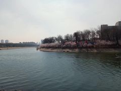 -桃花堤公园