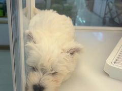 -翊宠yipet猫狗购宠庄园犬舍•猫舍